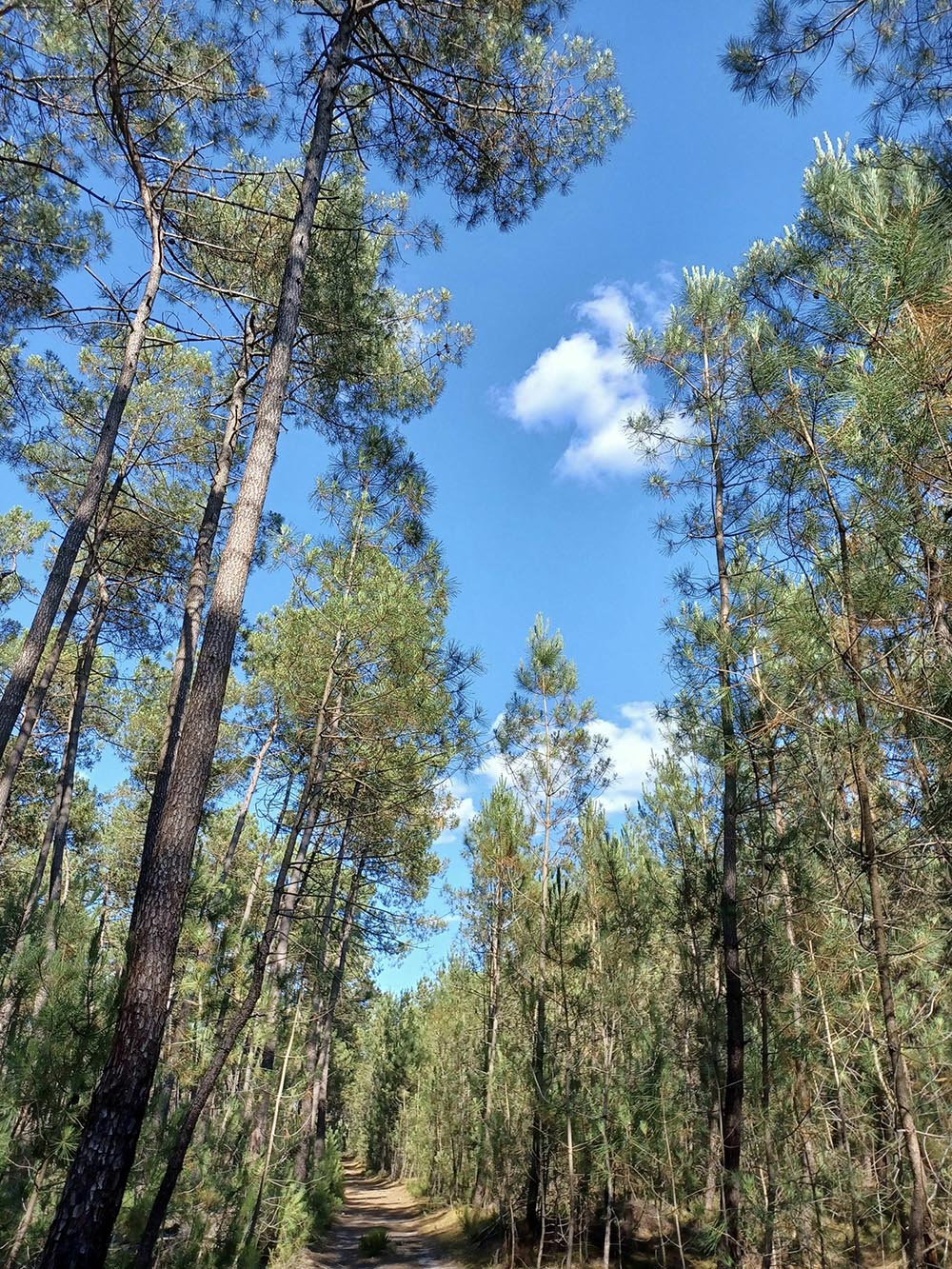 Bois de Moncé